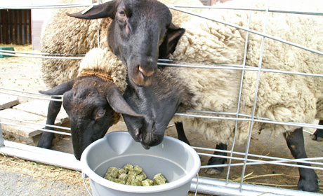 写真：みにみに牧場 羊