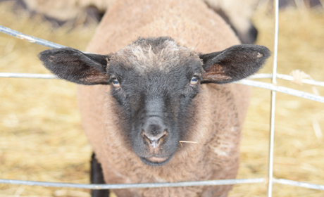 写真：みにみに牧場 羊